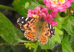 Vanessa braziliensis