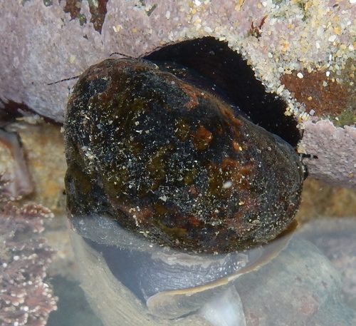 Trochidae