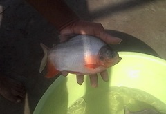 Piaractus brachypomus