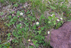 Fragaria nipponica