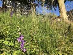Campanula rapunculoides