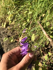 Campanula rapunculoides