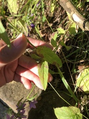 Campanula rapunculoides