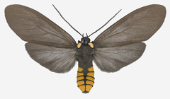 Opharus bimaculata