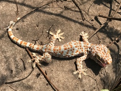 Gekko gecko