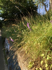 Campanula rapunculoides