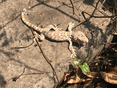 Gekko gecko