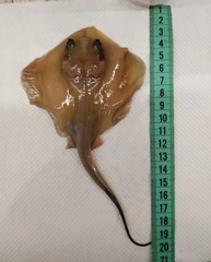 Dasyatis pastinaca