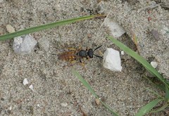 Philanthus triangulum