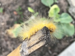 Calliteara horsfieldii