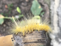 Calliteara horsfieldii