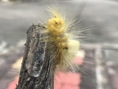 Calliteara horsfieldii