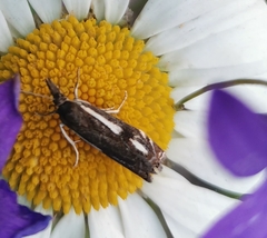 Crambus heringiellus