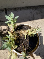 Euphorbia myrsinites
