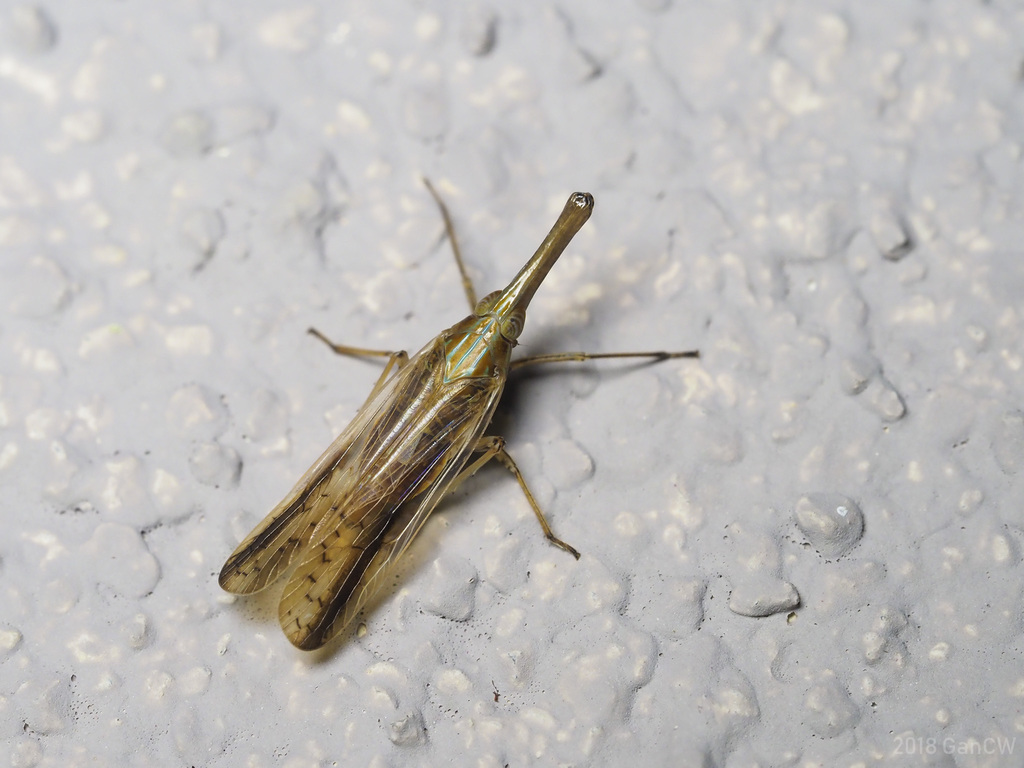 Zedochir fuscovittatus