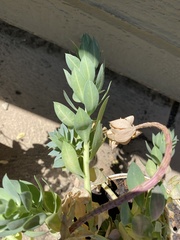 Euphorbia myrsinites