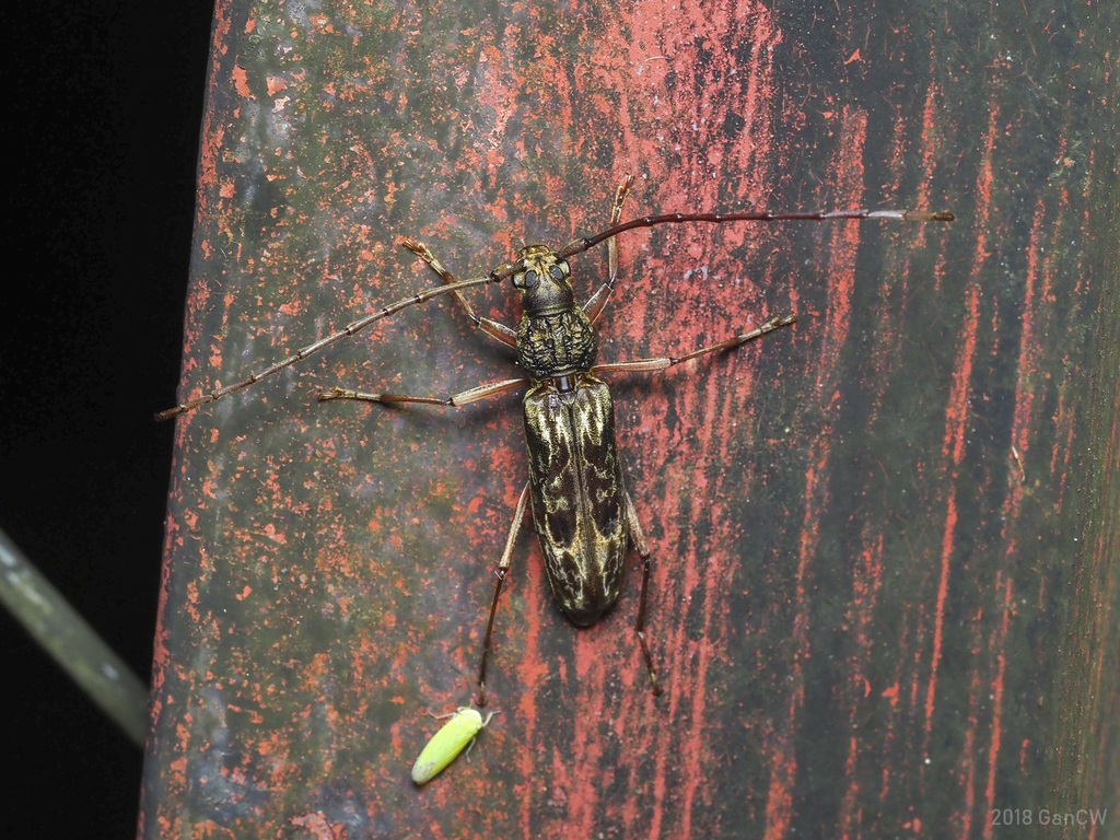 Dialeges