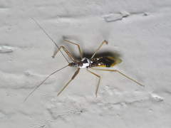 Epidaus famulus