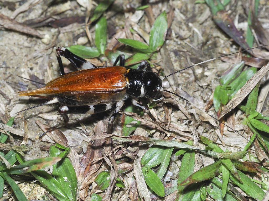 Gymnogryllus