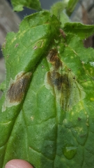 Agromyza abiens