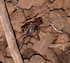 Teleogryllus mitratus
