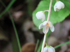 Pyrola elliptica