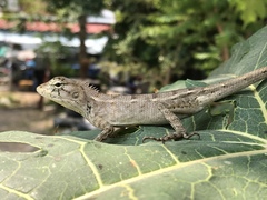 Calotes versicolor