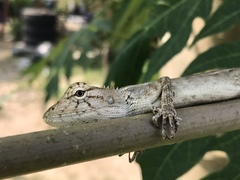 Calotes versicolor