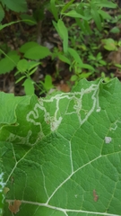 Phytomyza lappae