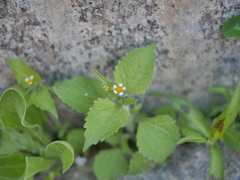 Galinsoga quadriradiata