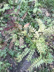 Gleditsia triacanthos
