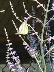 Pieris rapae