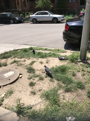 Columba livia domestica