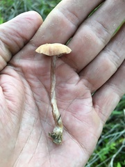 Laccaria ohiensis