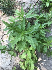 Dysphania ambrosioides