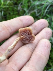 Laccaria ohiensis