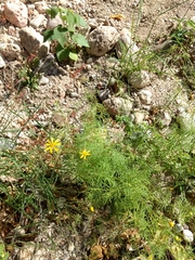 Adenophyllum anomalum