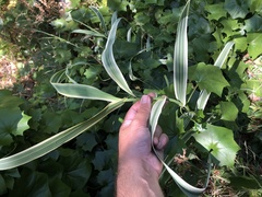 Arundo donax versicolor