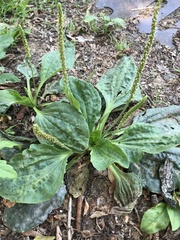 Plantago major