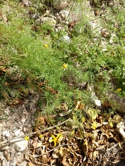 Adenophyllum anomalum