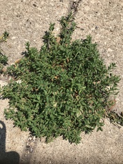 Polygonum aviculare