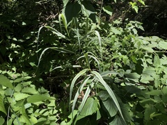 Arundo donax versicolor