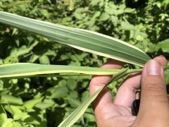 Arundo donax versicolor
