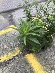 Erigeron canadensis