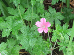 Geranium palustre