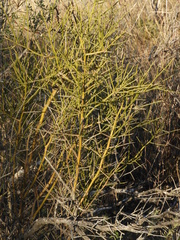 Prosopidastrum angusticarpum