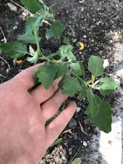 Chenopodium album