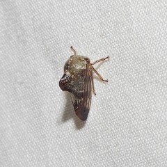 Telamona decorata