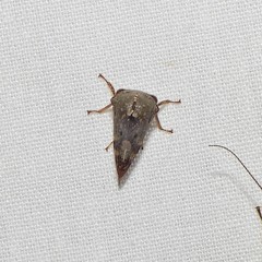 Telamona decorata