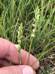 Spiranthes aestivalis
